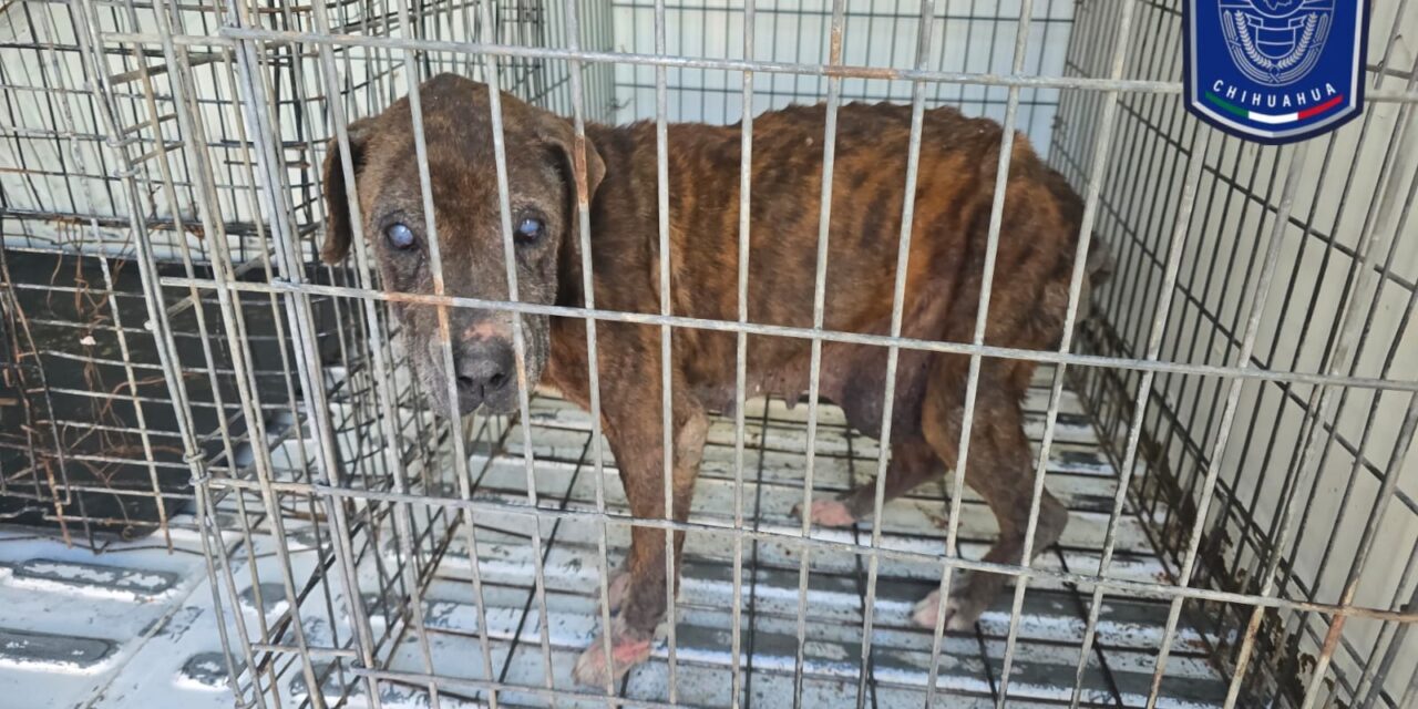 Rescató Fiscalía Zona Norte a 17 mascotas en situación de maltrato