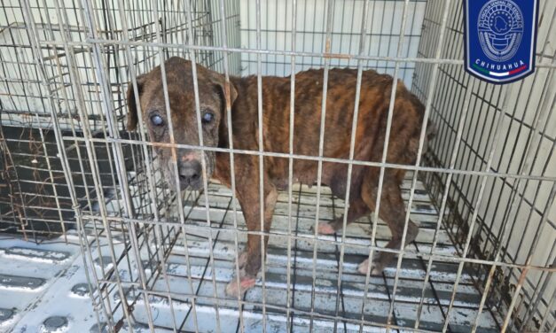 Rescató Fiscalía Zona Norte a 17 mascotas en situación de maltrato