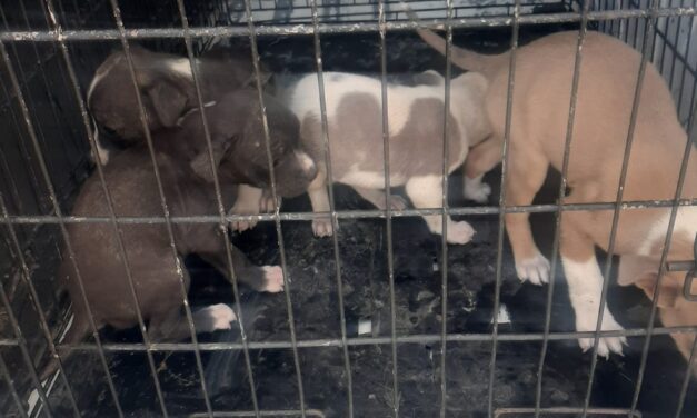 Sanciona DABA a ciudadano por abandonar cachorros