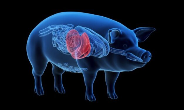 Científicos prueban hígados de cerdo modificados para tratar la insuficiencia hepática
