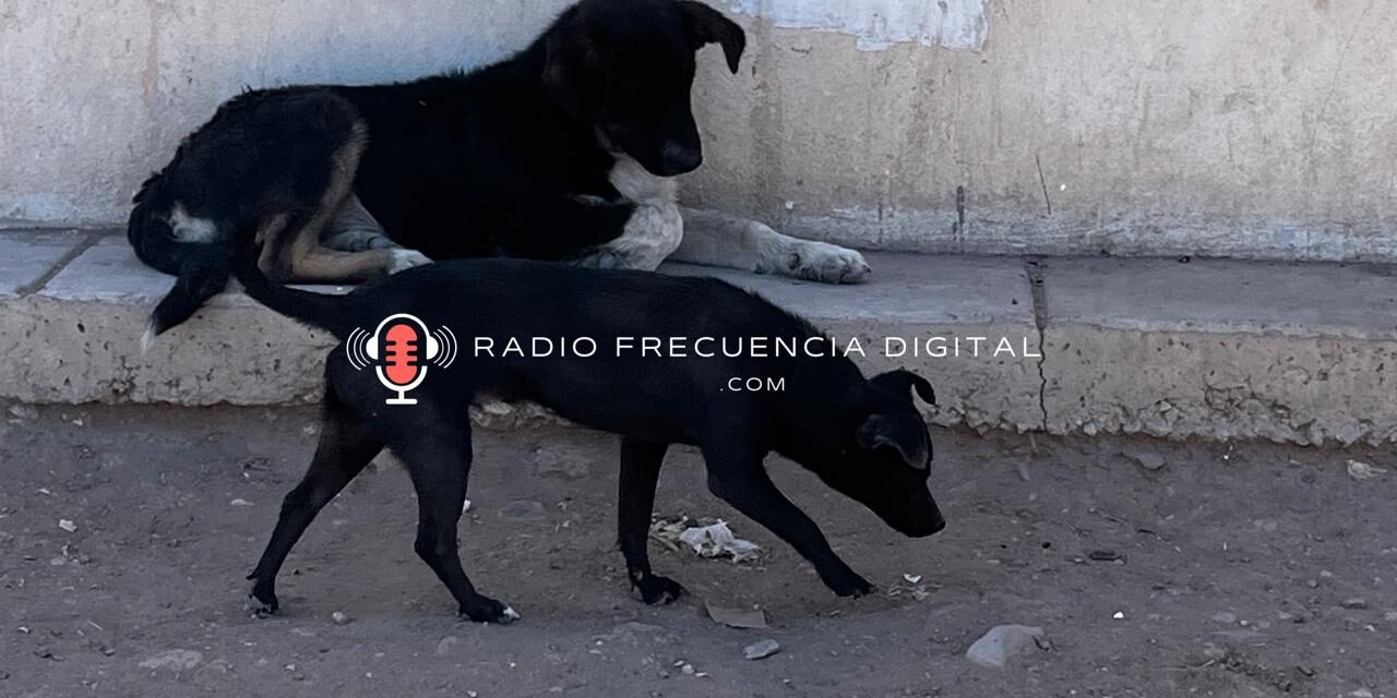 Amenaza sobrepoblación de perros a habitantes de PCE