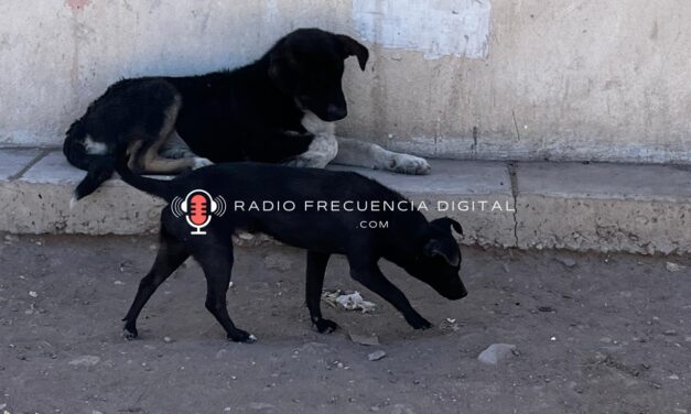 Amenaza sobrepoblación de perros a habitantes de PCE