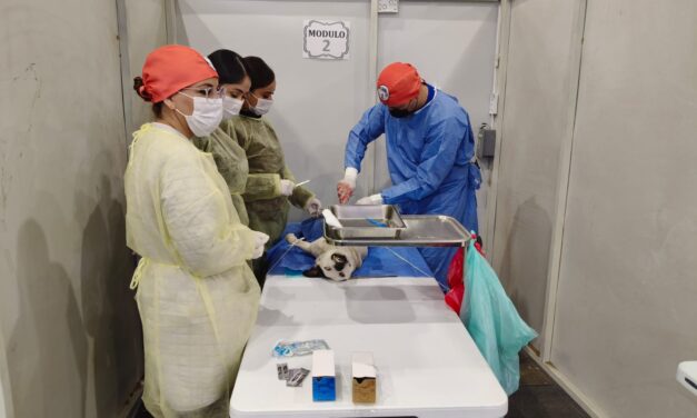 Reconoce Alcalde esfuerzo conjunto en jornada de esterilización en Parral