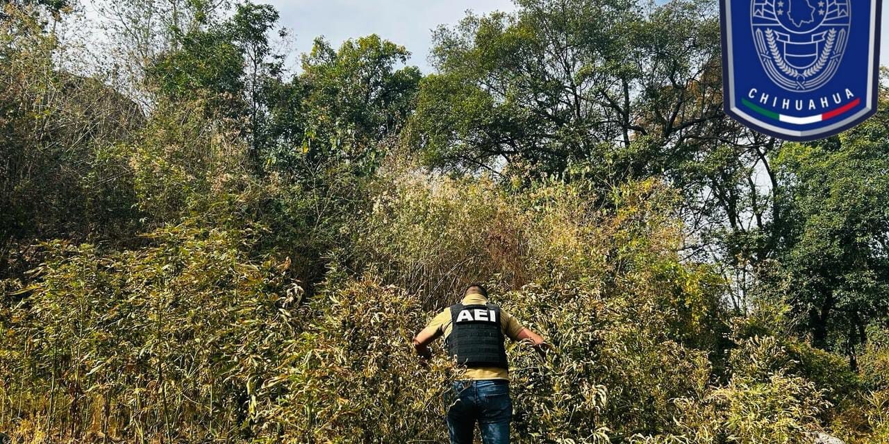 Destruye AEI plantío de marihuana en Guadalupe y Calvo