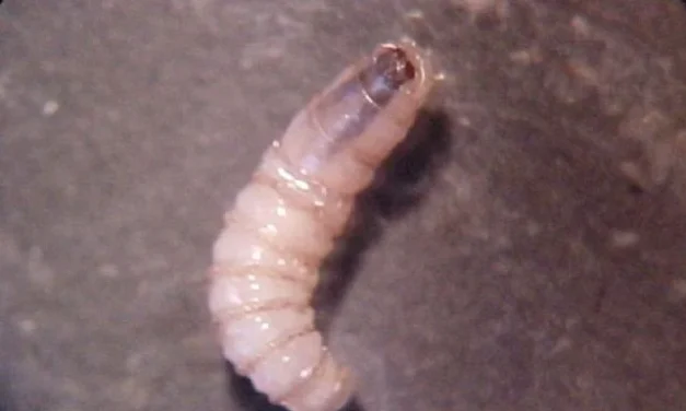 México reporta un caso en humano de enfermedad parasitaria por gusano barrenador