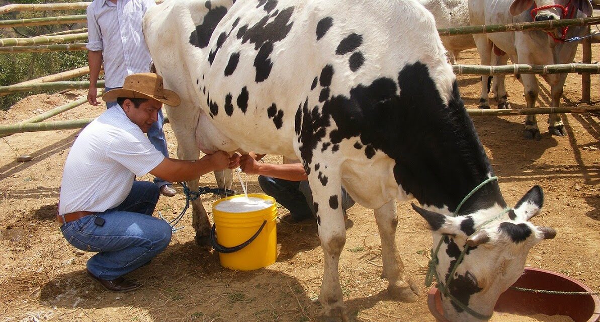 Diputados locales piden a LICONSA cumplir con los pagos atrasados a pequeños productores