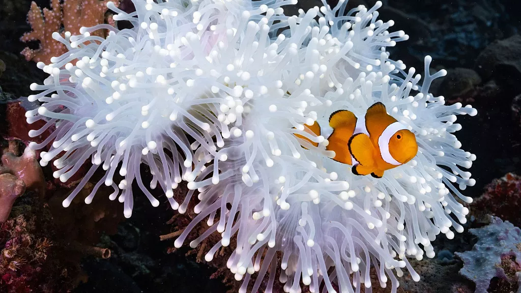 Los peces payaso adelgazan por el estrés térmico para sobrevivir al calentamiento de los océanos