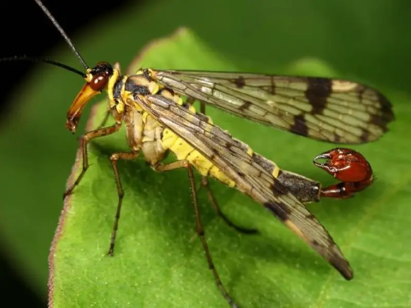 ¡Es real! La mosca escorpión habita en México y EU