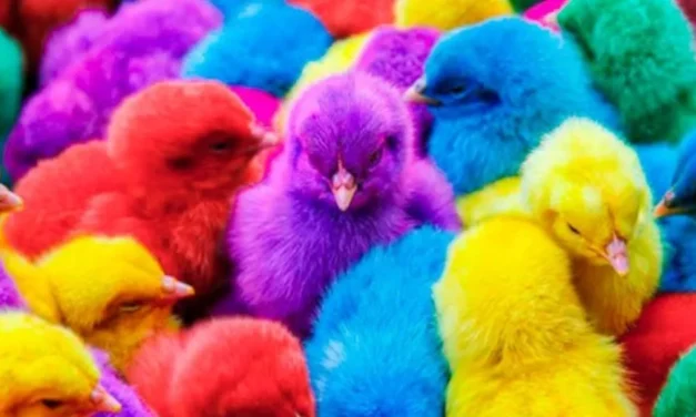 Los pollitos de colores de los cárteles en México