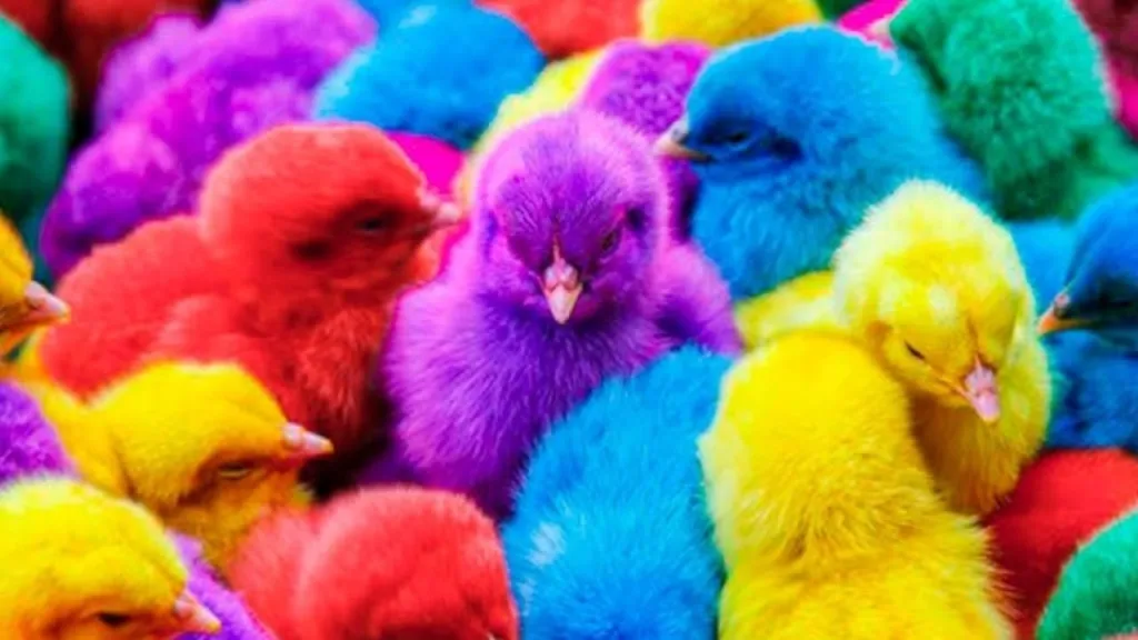 Los pollitos de colores de los cárteles en México