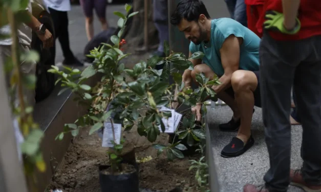 Reforestación urbana contra el calentamiento global