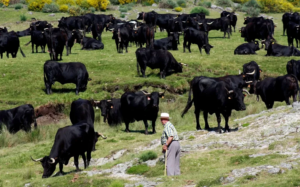 Mexicanos contra la extinción de toros