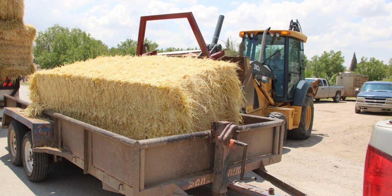 Apoyan con 150 mil pacas de rastrojo a más de 10 mil productores ante efectos de la sequía