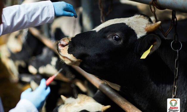 Diputados locales solicitan recursos para hacer barrido de brucelosis bovina de forma ordenada en el estado