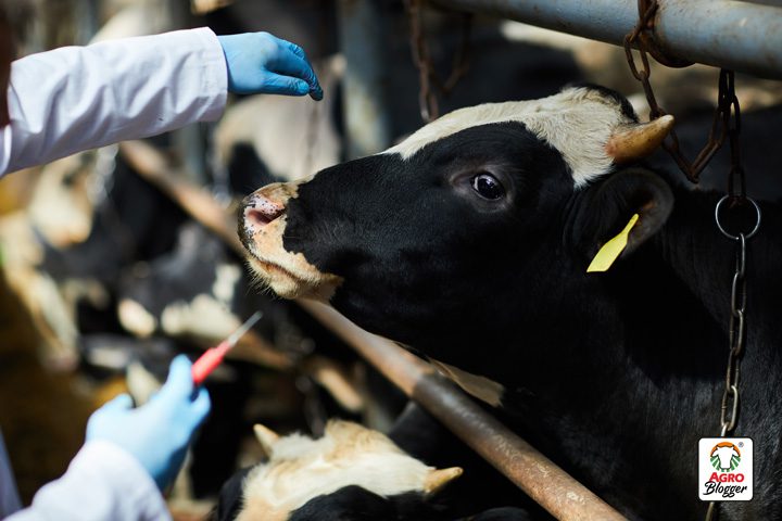 Diputados locales solicitan recursos para hacer barrido de brucelosis bovina de forma ordenada en el estado