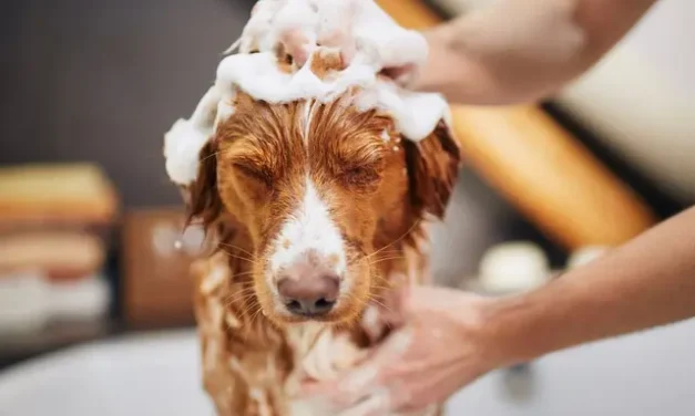 ¿Qué sienten realmente los perros al bañarse? La ciencia tiene la respuesta