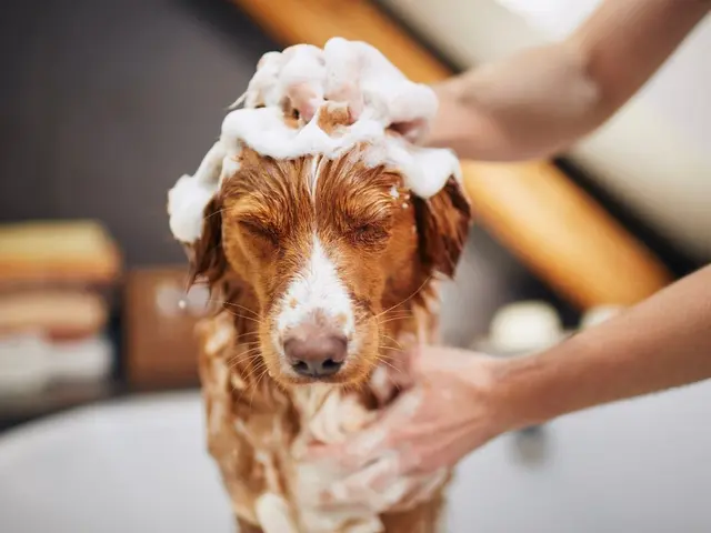 ¿Qué sienten realmente los perros al bañarse? La ciencia tiene la respuesta