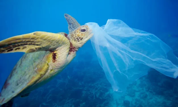 Para 2050 habrá más plástico que peces