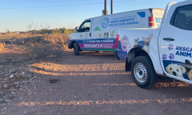 Inician investigaciones por la muerte de tres canes cubiertos con chapopote