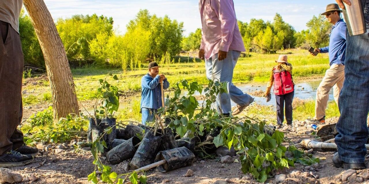 Llegarán a Meoqui más de 8 mil árboles para reforestación