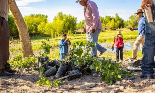 Llegarán a Meoqui más de 8 mil árboles para reforestación