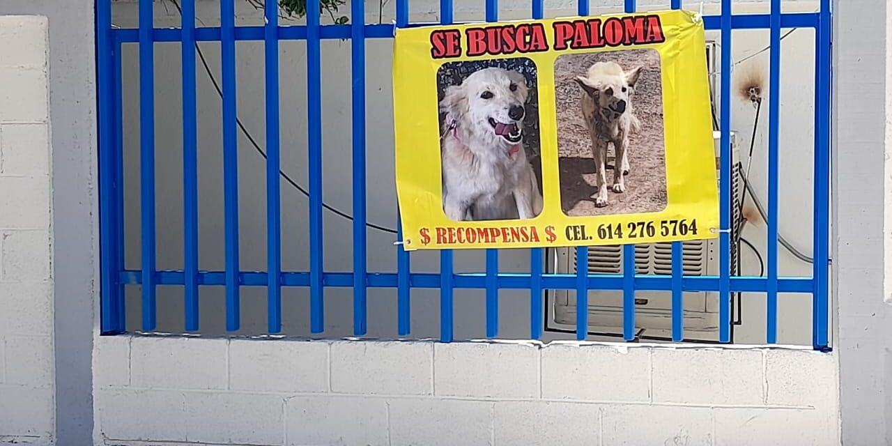 ¿Has visto a Paloma? ¡Ayúdanos a encontrarla!