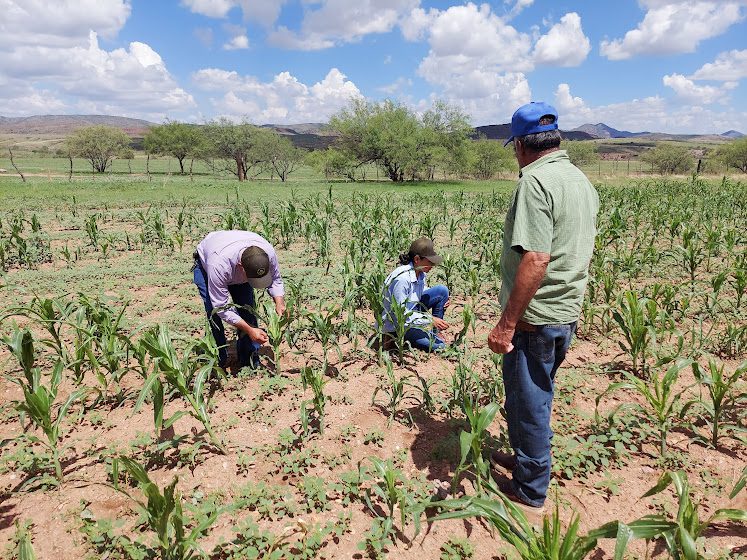 Más de 155 millones de pesos para proteger los cultivos de Chihuahua