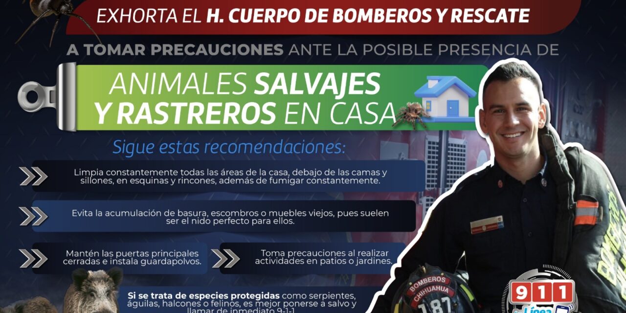 Piden tomar precauciones con animales silvestres y rastreros que aparecen con las primeas lluvias