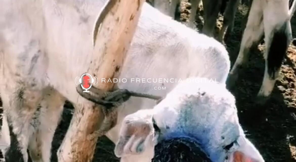 Así afecta GBG a reses y niños
