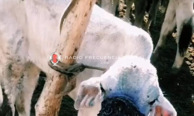 Así afecta GBG a reses y niños