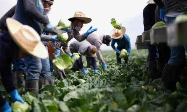 Braceros y migrantes mexicanos, indispensables para EU