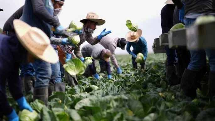 Braceros y migrantes mexicanos, indispensables para EU