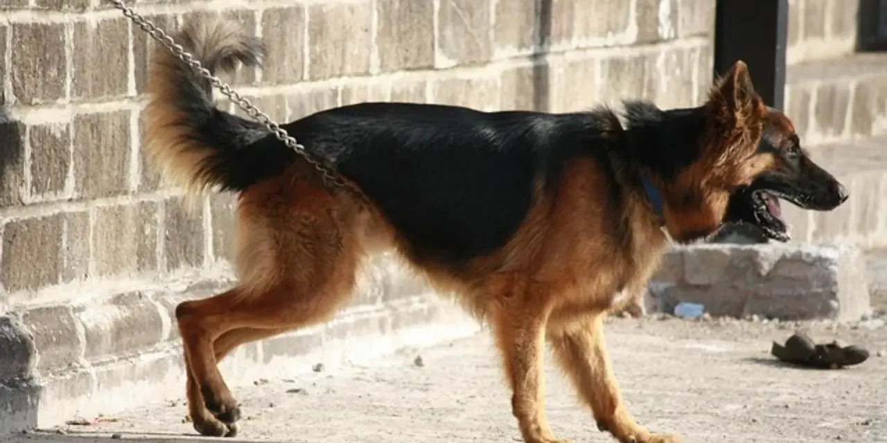 Propone diputada del PRI padrón de violentadores de animales