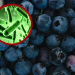 Alerta sanitaria por arándanos contaminados con peligrosa bacteria: FDA