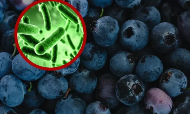 Alerta sanitaria por arándanos contaminados con peligrosa bacteria: FDA
