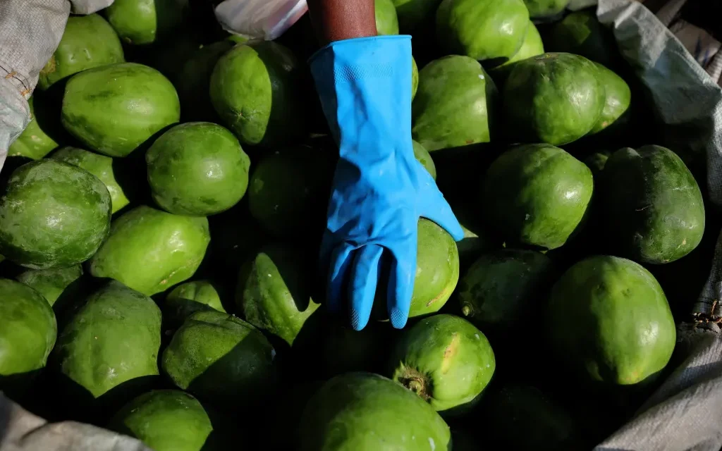 Encuentran metanfetamina en cargamento de papaya
