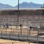 Listas para cruzar a la frontera las primeras 70 mil cabezas de ganado