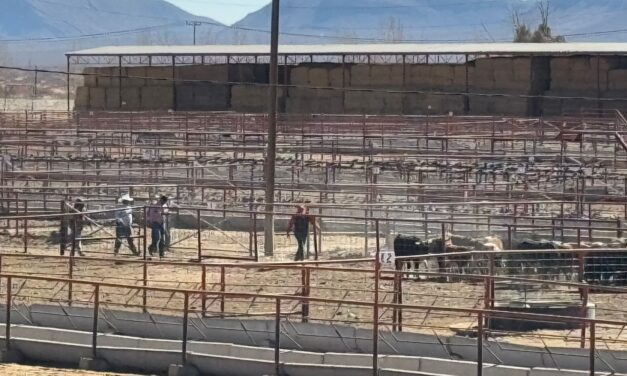 Listas para cruzar a la frontera las primeras 70 mil cabezas de ganado