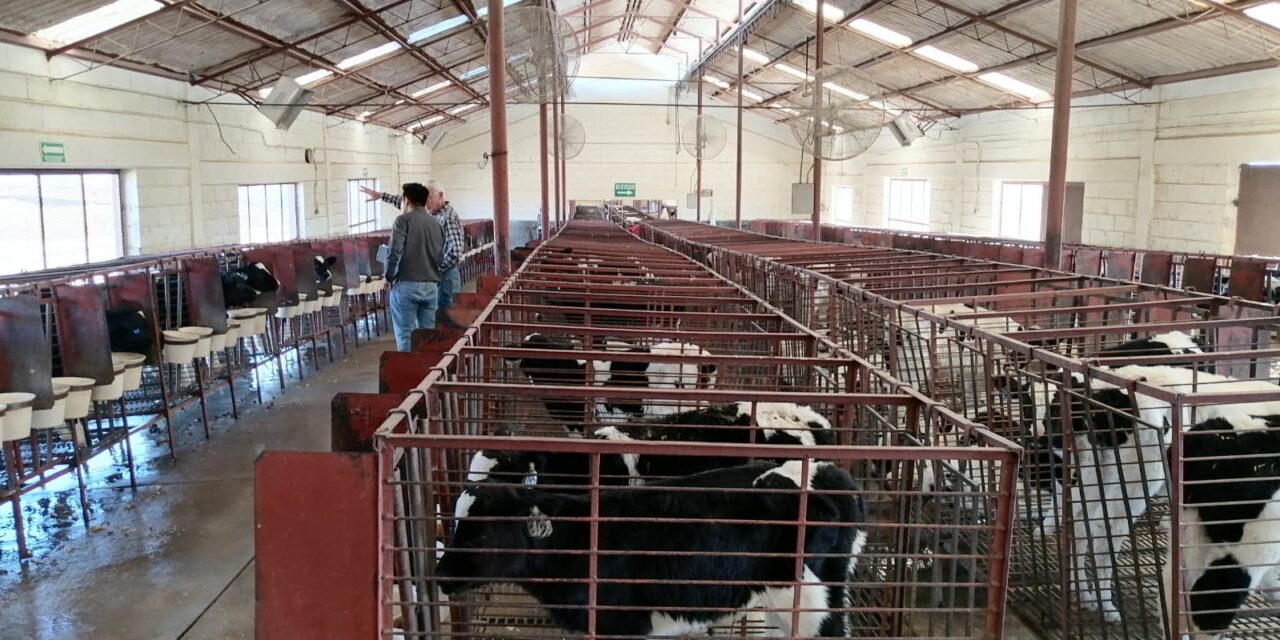 Abre SDR convocatoria de apoyos para la inseminación artificial de bovinos