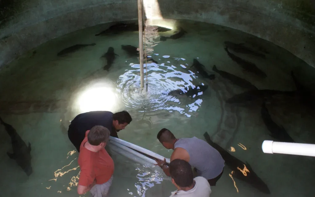 Liberan 40 mil crías de totoaba en Baja California Sur