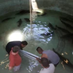 Liberan 40 mil crías de totoaba en Baja California Sur