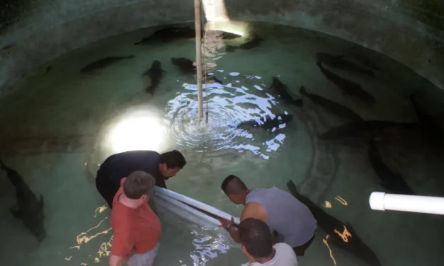 Liberan 40 mil crías de totoaba en Baja California Sur