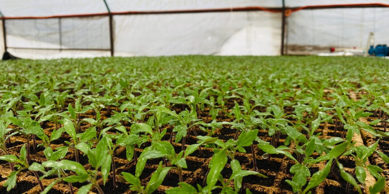 Instala UT Tarahumara su primera Cámara de Germinación para producción de plántulas