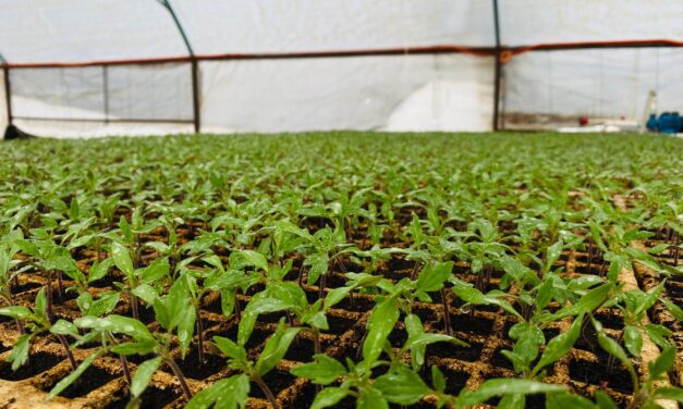Instala UT Tarahumara su primera Cámara de Germinación para producción de plántulas