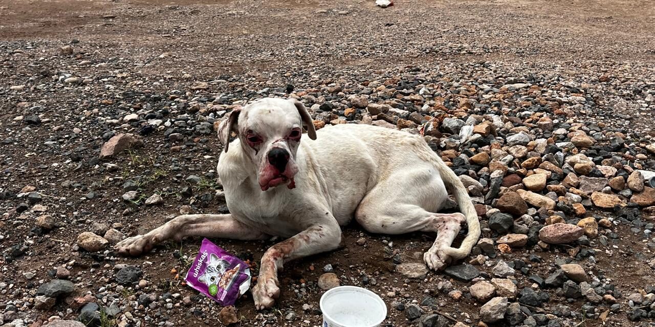 Busca Protección Animal mejorar la historia de “Palomo”