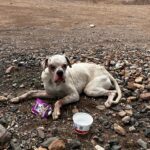 Busca Protección Animal mejorar la historia de “Palomo”