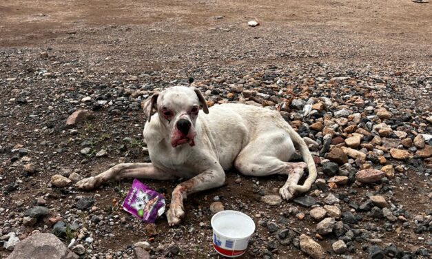 Busca Protección Animal mejorar la historia de “Palomo”