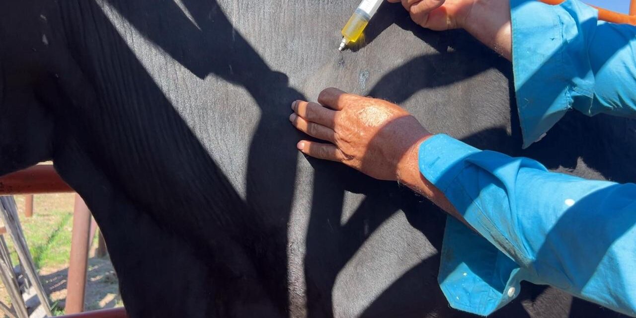 Inicia vacunación para proteger al ganado del gusano barrenador, en Cuauhtémoc
