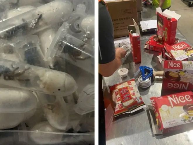 Decomisan más de mil tarántulas escondidas en paquetes de galletas