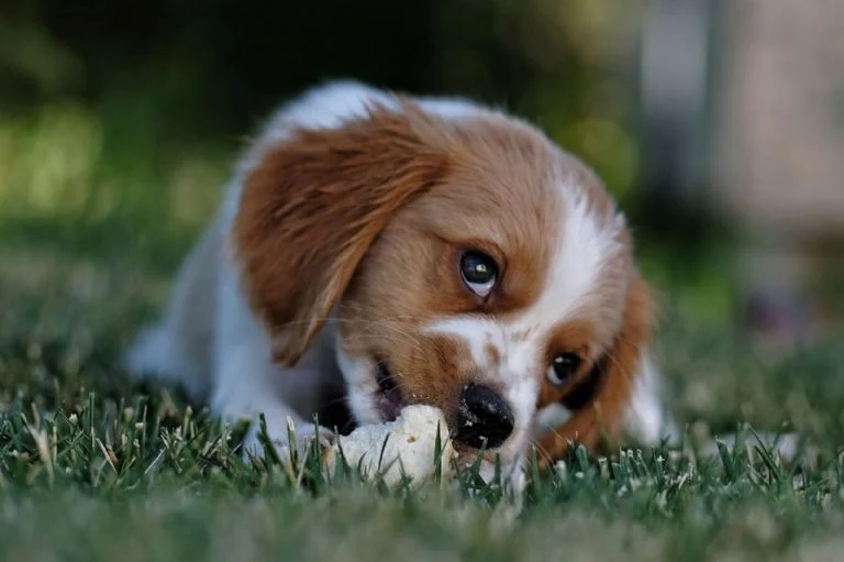 Día Mundial del Perro: Qué dice la ciencia sobre dejar que tu mascota duerma contigo
